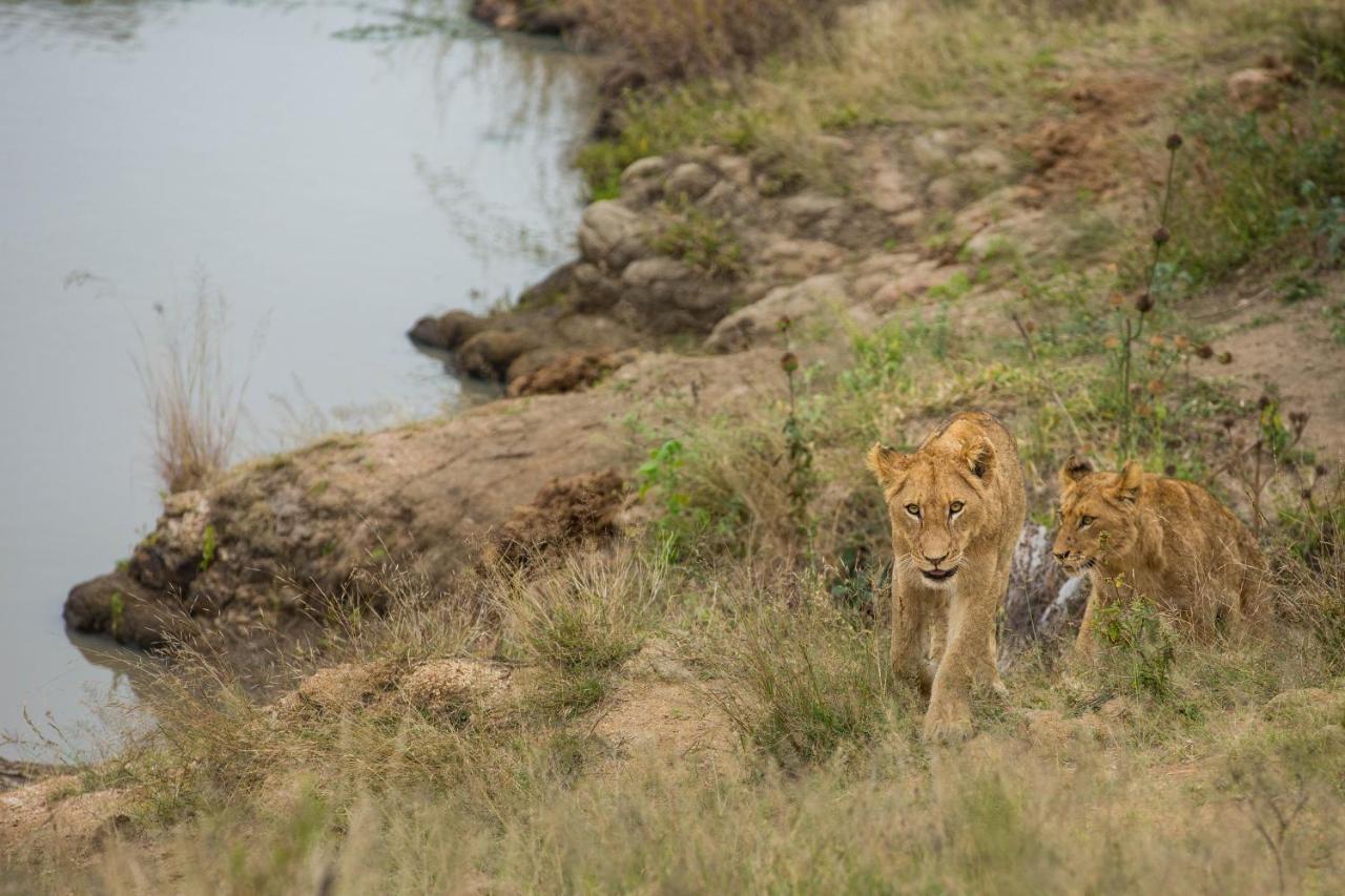 Hamiltons Tented Camp Mluwati Concession Ngoại thất bức ảnh