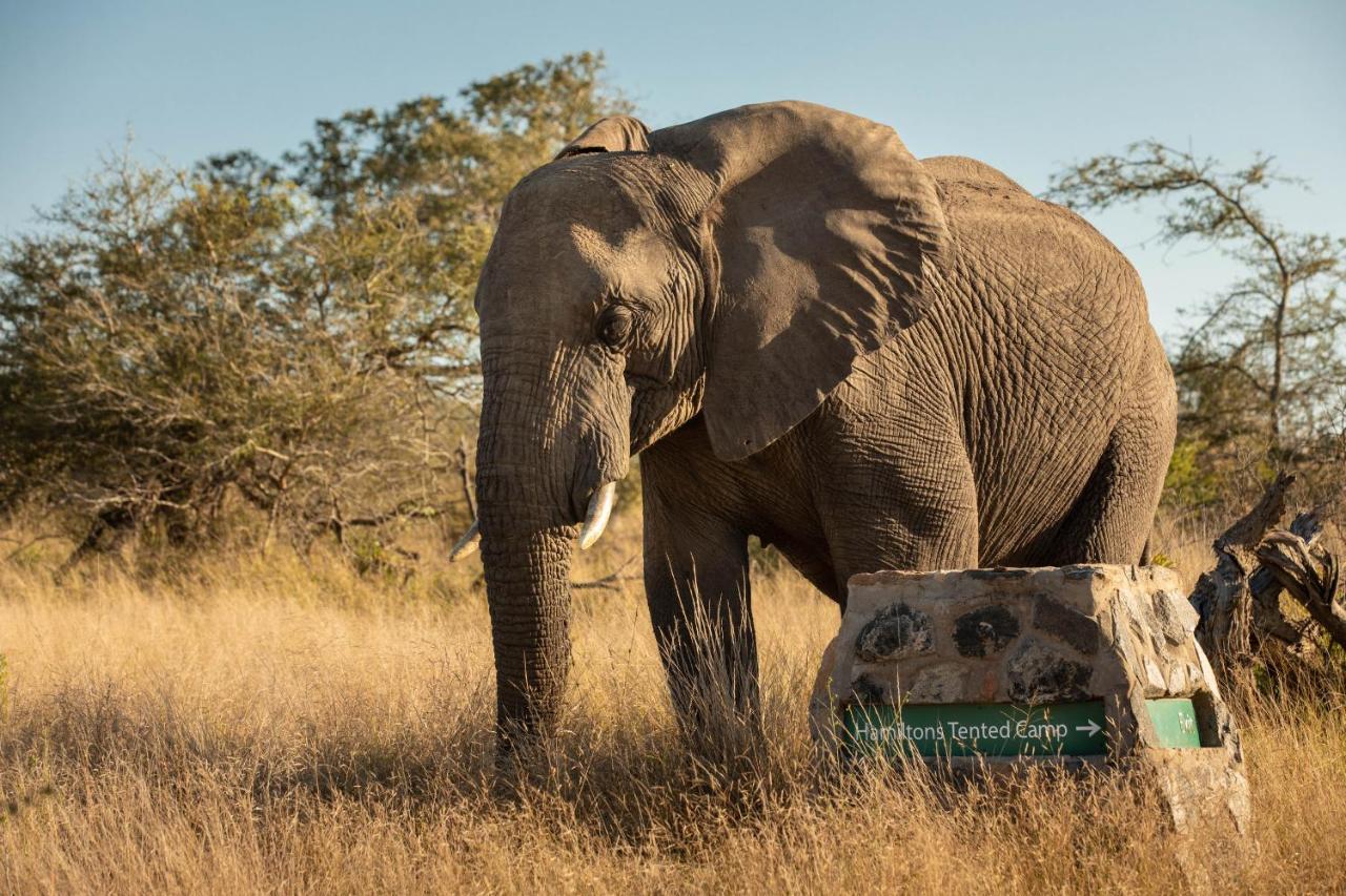 Hamiltons Tented Camp Mluwati Concession Ngoại thất bức ảnh